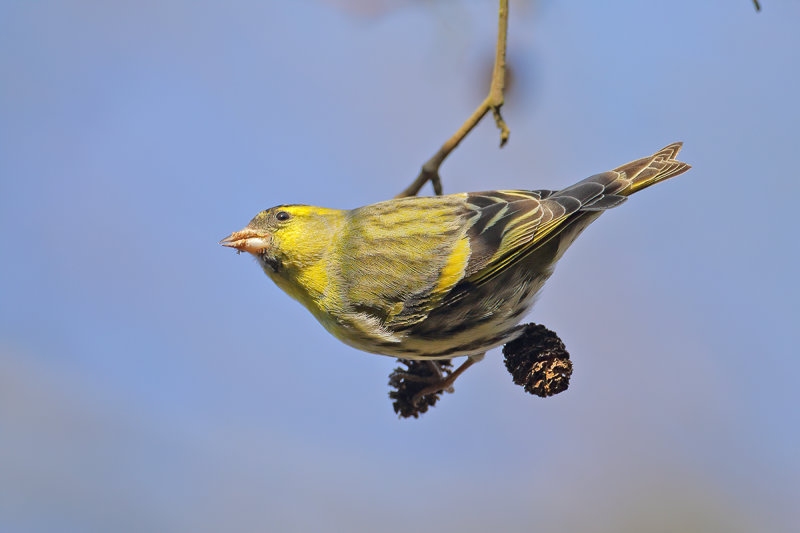 Eurasian Siskin (Carduelis spinus) 