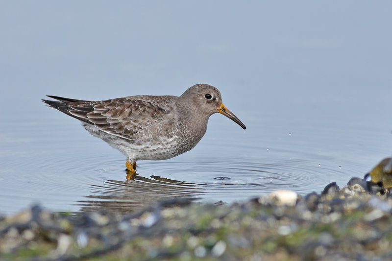 Purple Sandpiper (Calidris maritima)