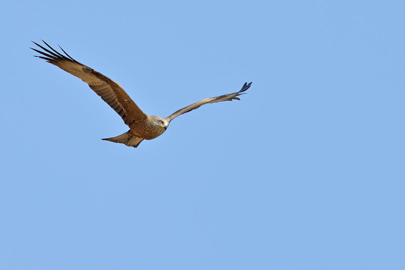 Black Kite  (Milvus migrans)