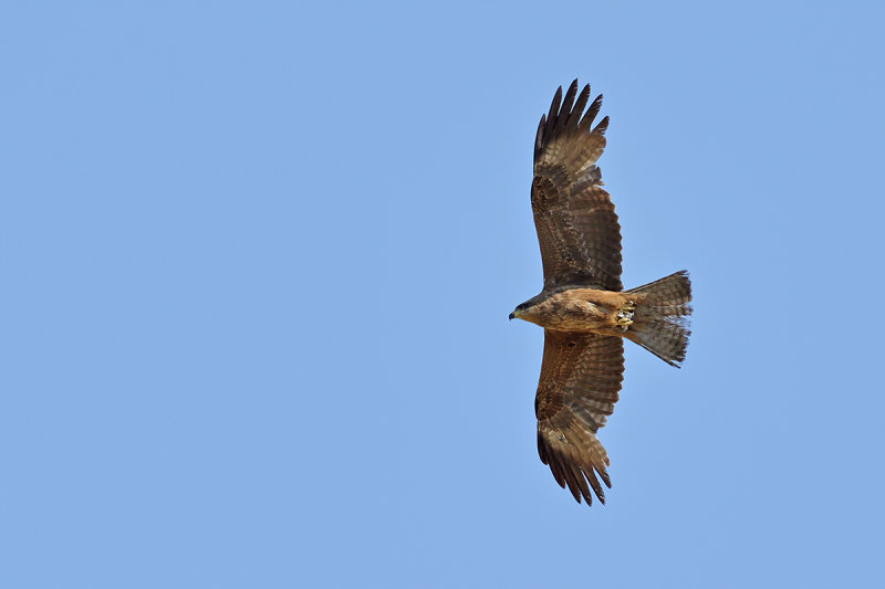 Black Kite  (Milvus migrans)