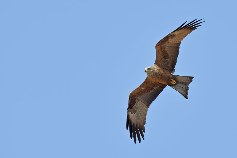 Black Kite  (Milvus migrans)