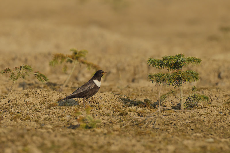 Gallery Ring Ouzel