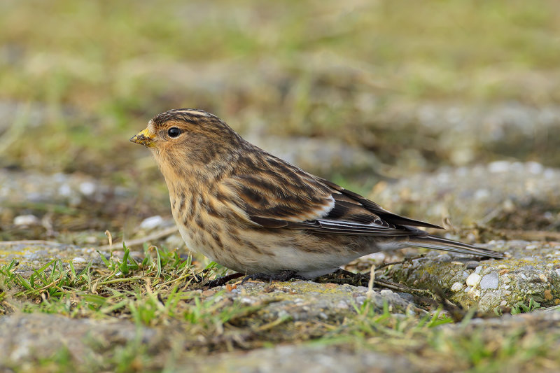 Twite - Carduelis flavirostris 