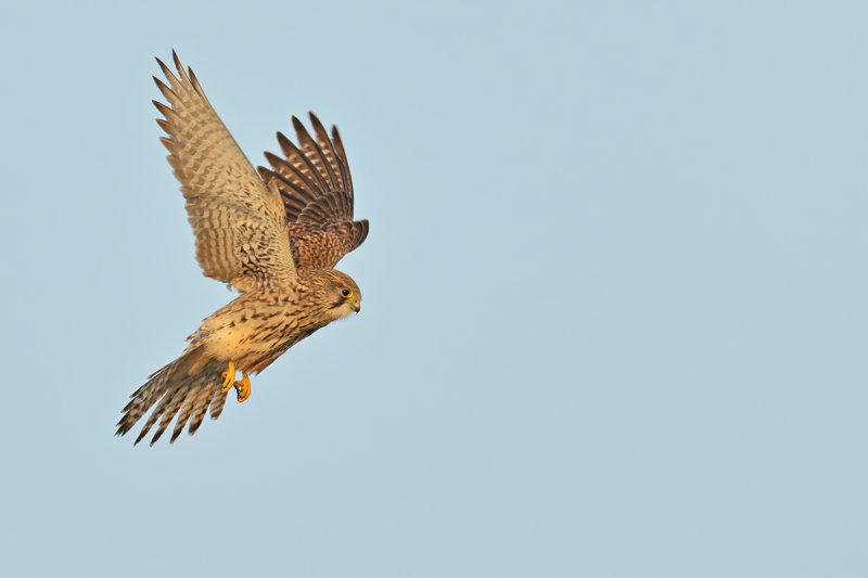 Common Kestrel (Falco tinnunculus)