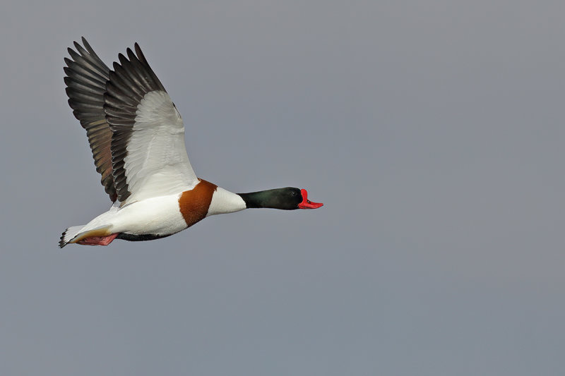Common Shelduck (Tadorna tadorna)