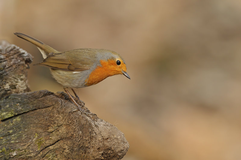 European Robin (Erithacus rubecula)