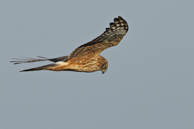 Hen Harrier (Circus cyaneus) 