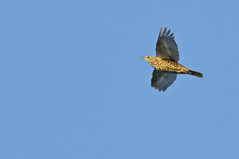 Mistle Thrush (Turdus viscivorus)
