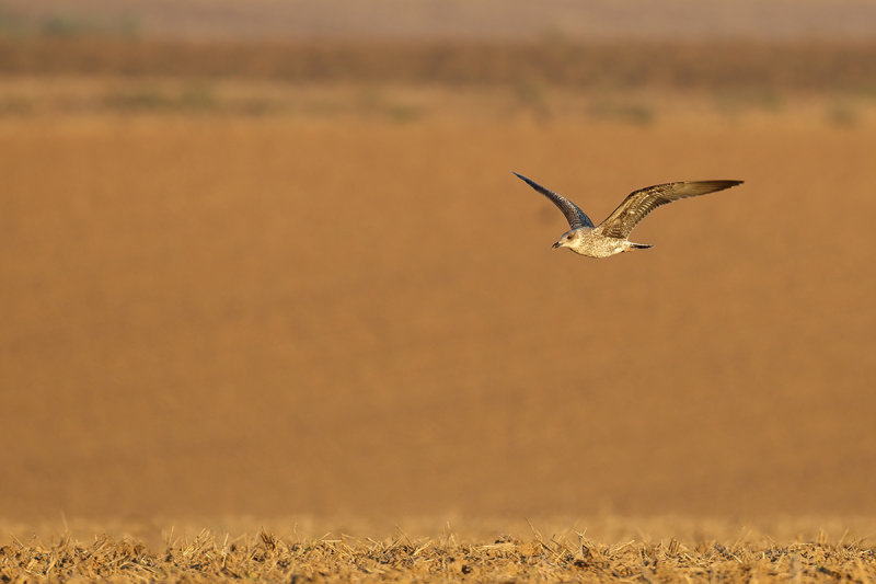 Herring Gull (Larus argentatus)