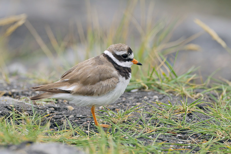 Ringed Plover (Charadrius hiaticula)