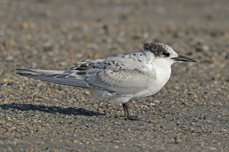 Sandwich Tern (Thalasseus sandvicensis)