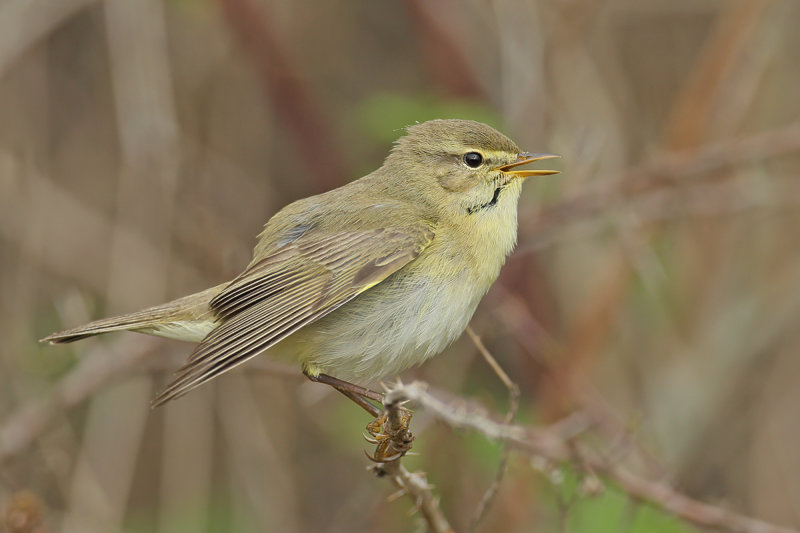 Willow Warbler ( Phylloscopus trochilus)