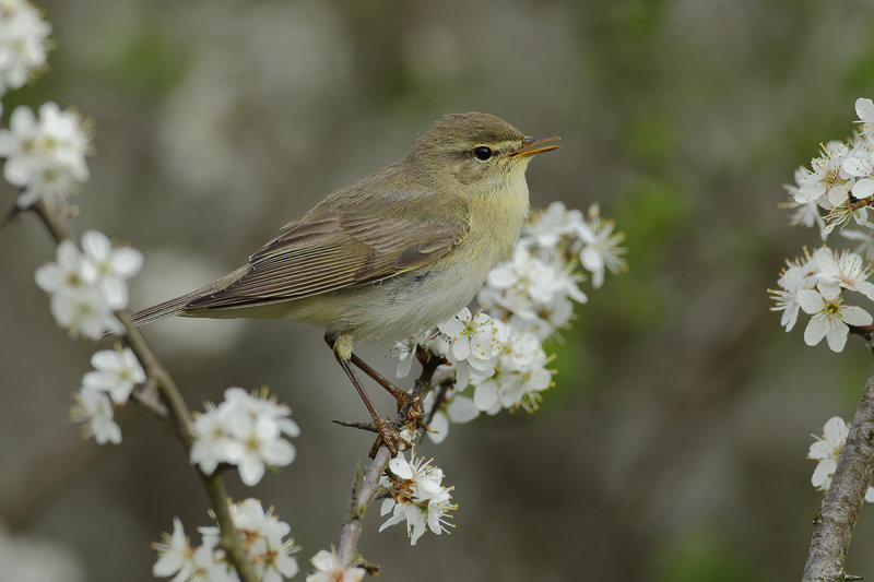 Gallery Willow Warbler