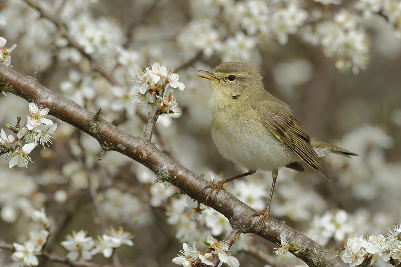 Willow Warbler ( Phylloscopus trochilus)