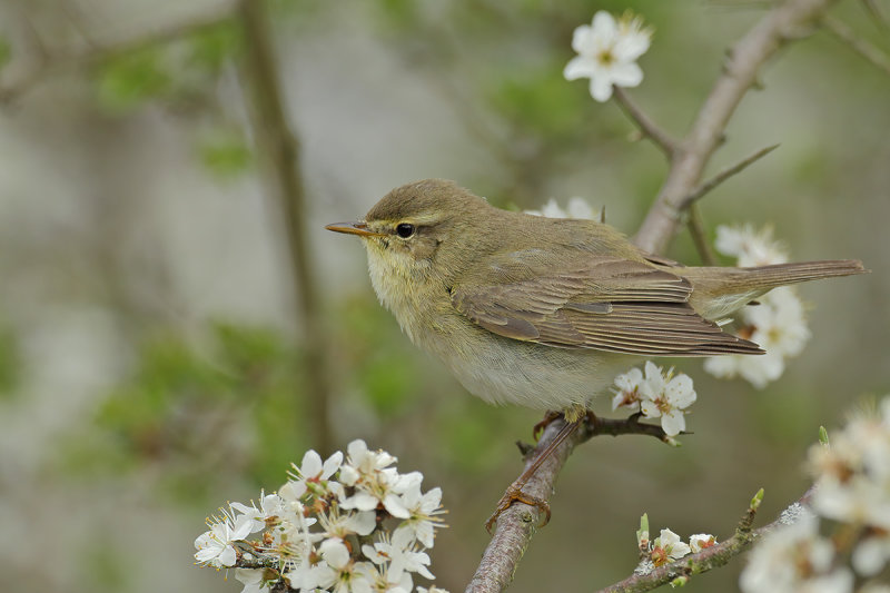 Willow Warbler ( Phylloscopus trochilus)