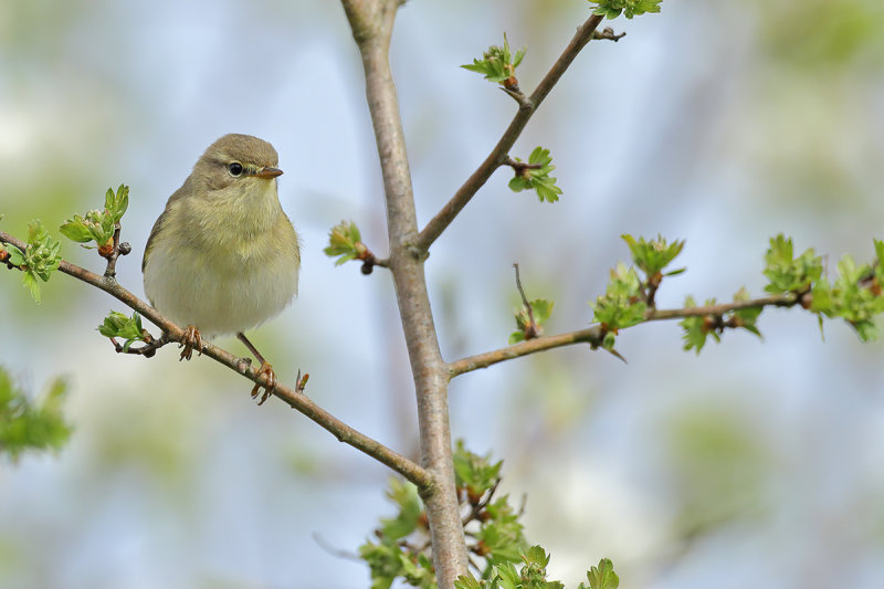 Willow Warbler ( Phylloscopus trochilus)