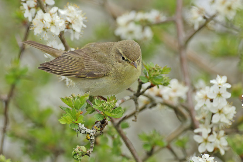 Willow Warbler ( Phylloscopus trochilus)