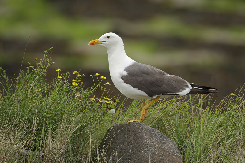 Lesser Black-backed Gull (Larus fuscus)  graellsii ?
