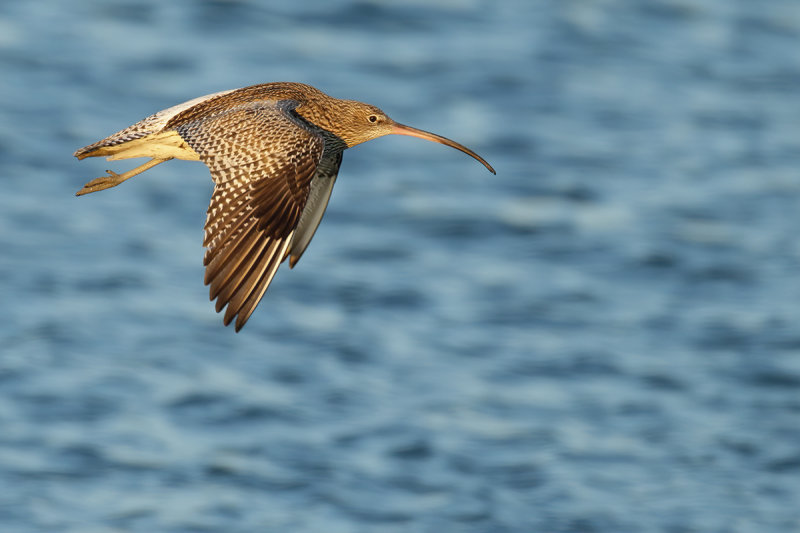 Curlew (Numenius arquata)