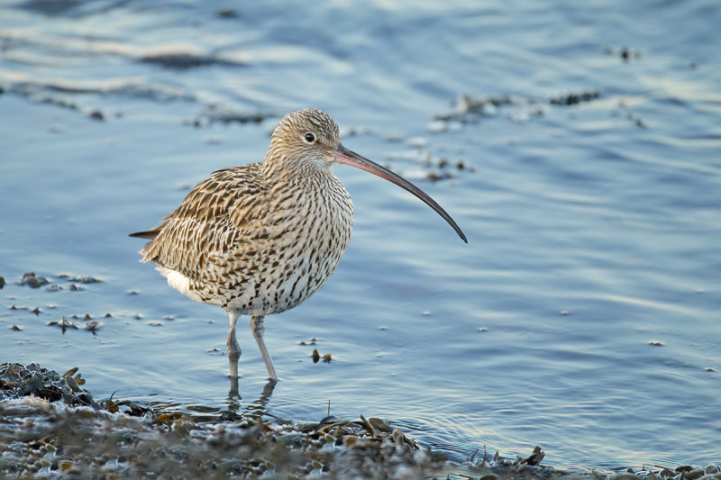 Curlew (Numenius arquata)