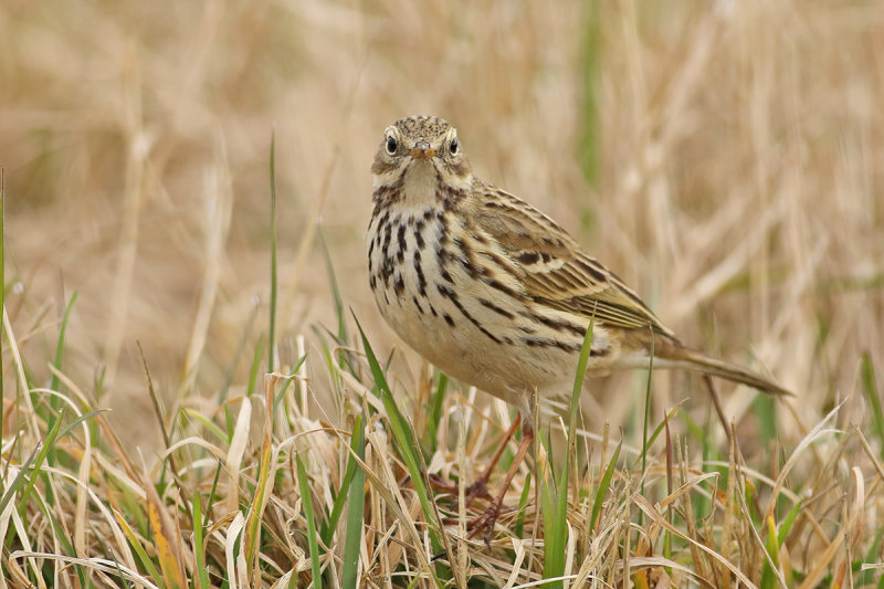 Meadow Pipit (Anthus pratensis) 