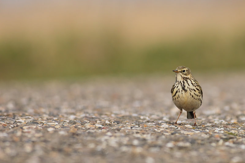 Meadow Pipit (Anthus pratensis) 