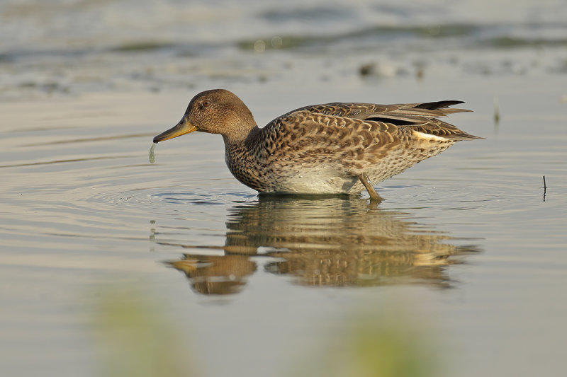 Common Teal (Anas crecca) 