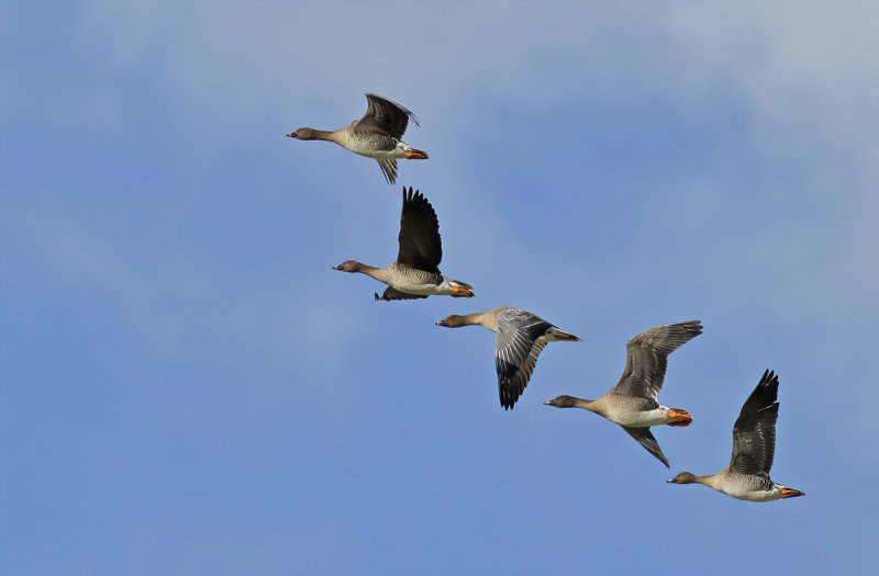 Bean Goose (Anser fabalis)