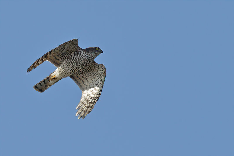 Eurasian (or Northern) Sparrowhawk (Accipiter nisus)