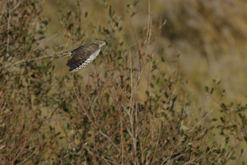 Eurasian (or Northern) Sparrowhawk (Accipiter nisus)