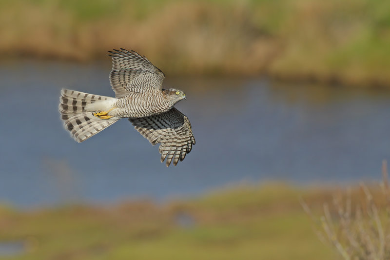 Eurasian (or Northern) Sparrowhawk (Accipiter nisus)