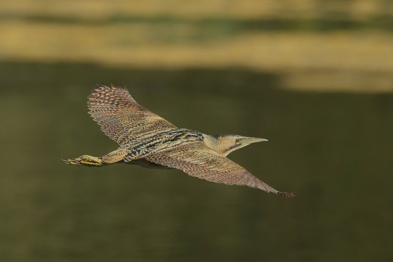 Great Bittern (Botaurus stellaris)