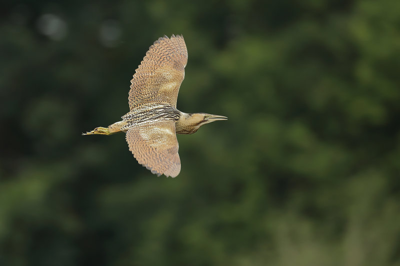 Great Bittern (Botaurus stellaris)
