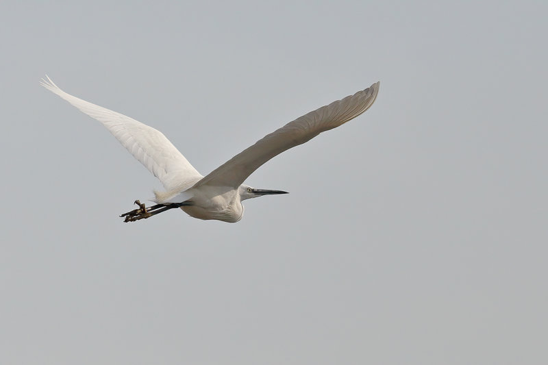 Little Egret (Egretta garzetta)