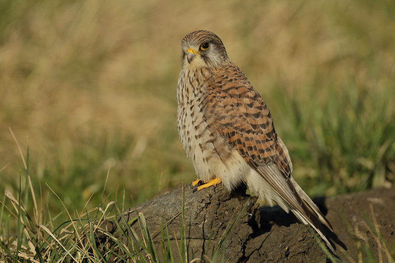 Common Kestrel (Falco tinnunculus)
