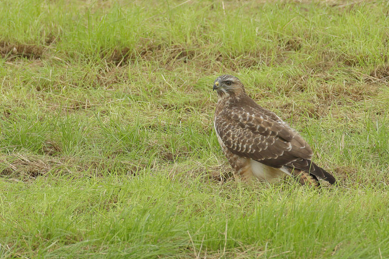 Common Buzzard (Buteo buteo)
