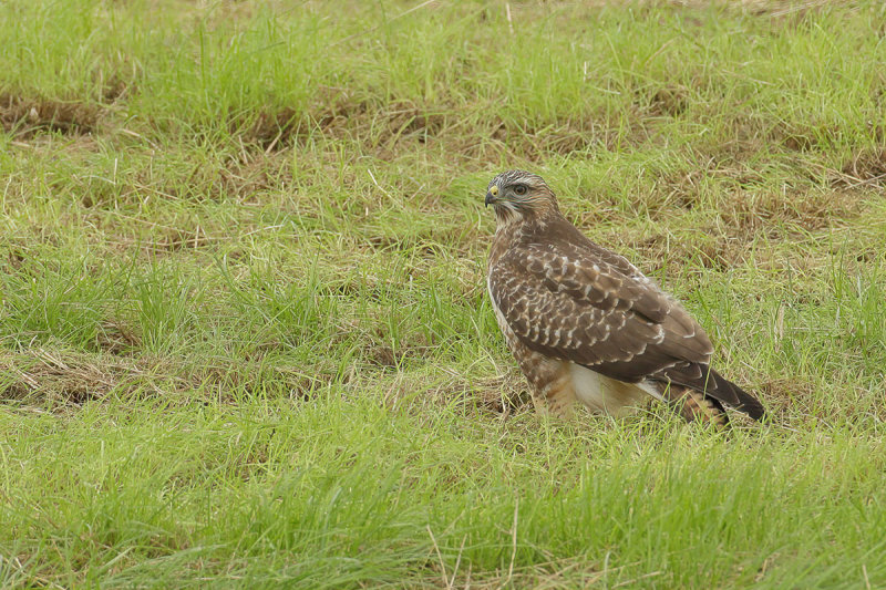 Common Buzzard (Buteo buteo) 