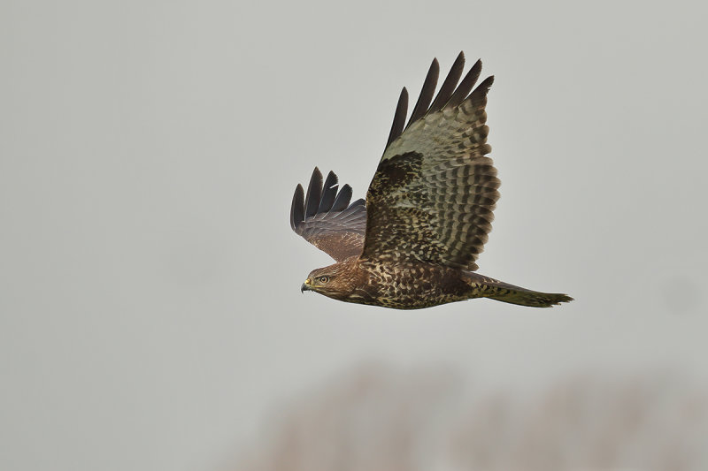 Common Buzzard (Buteo buteo) 