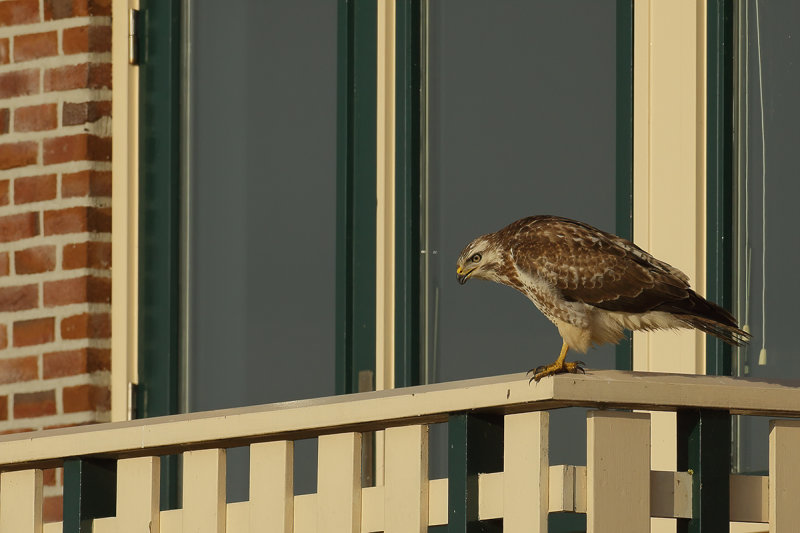 Common Buzzard (Buteo buteo) 