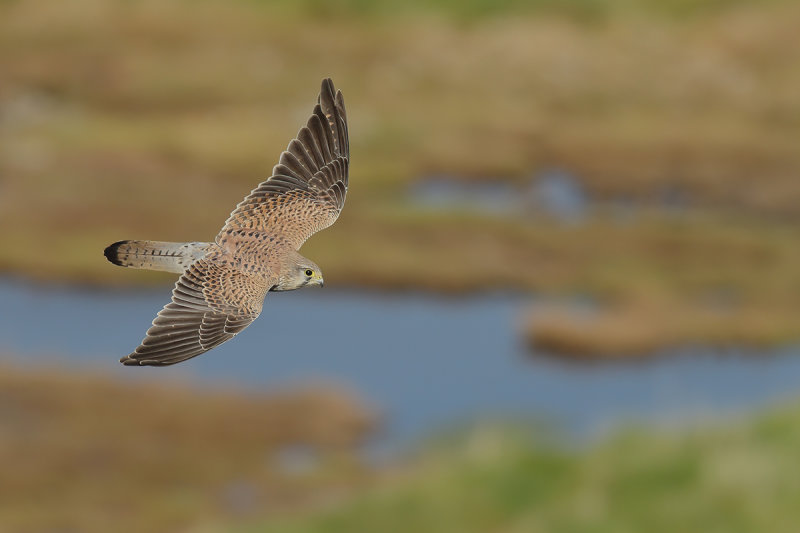 Common Kestrel (Falco tinnunculus)