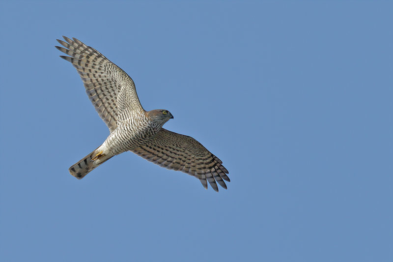 Eurasian (or Northern) Sparrowhawk (Accipiter nisus)