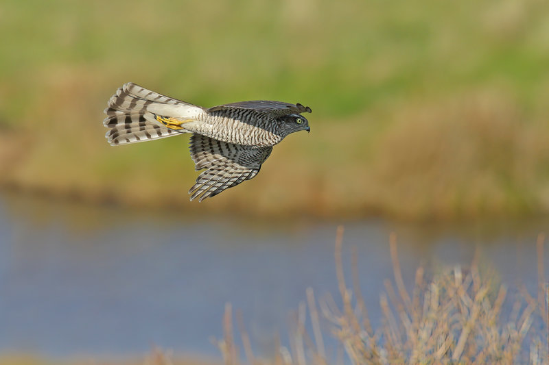 Eurasian (or Northern) Sparrowhawk (Accipiter nisus)