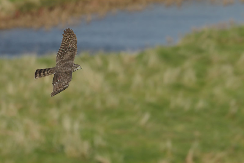 Eurasian (or Northern) Sparrowhawk (Accipiter nisus)