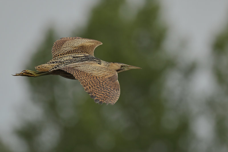 Great Bittern (Botaurus stellaris)