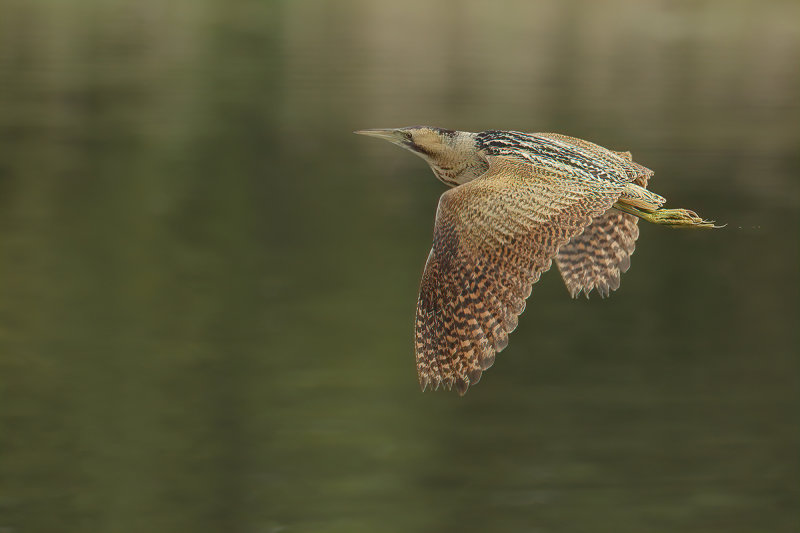 Great Bittern (Botaurus stellaris)
