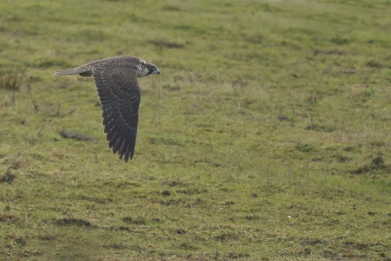 Peregrine Falcon (Falco peregrinus)