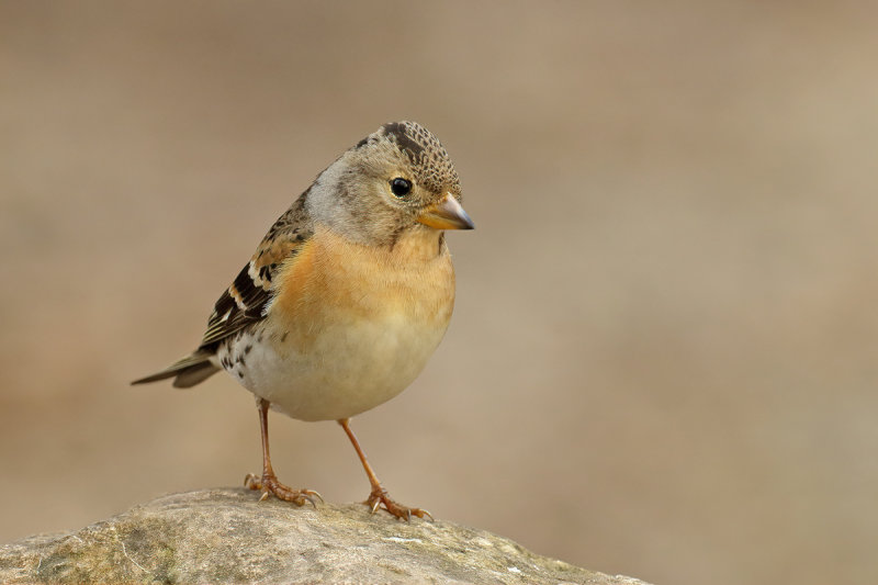 Brambling (Fringilla montifringilla) 