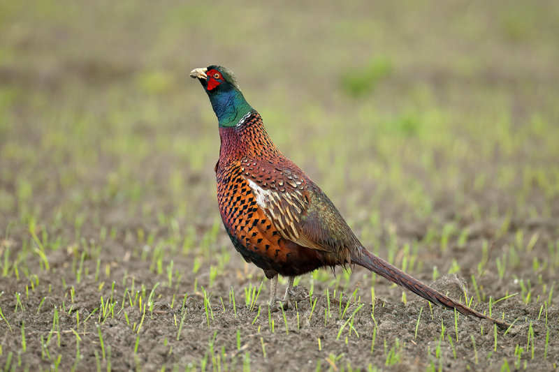 Common Pheasant (Phasianus colchicus) 