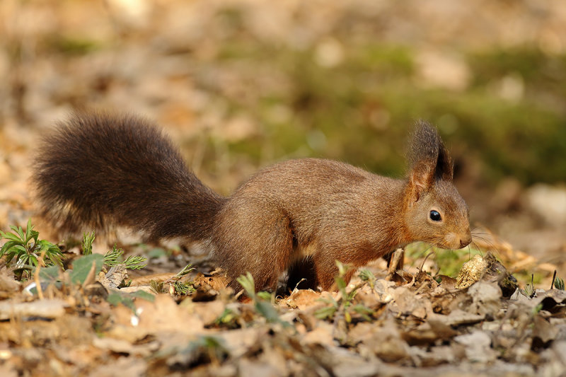 Eurasian Red Squirrel (Sciurus vulgaris)