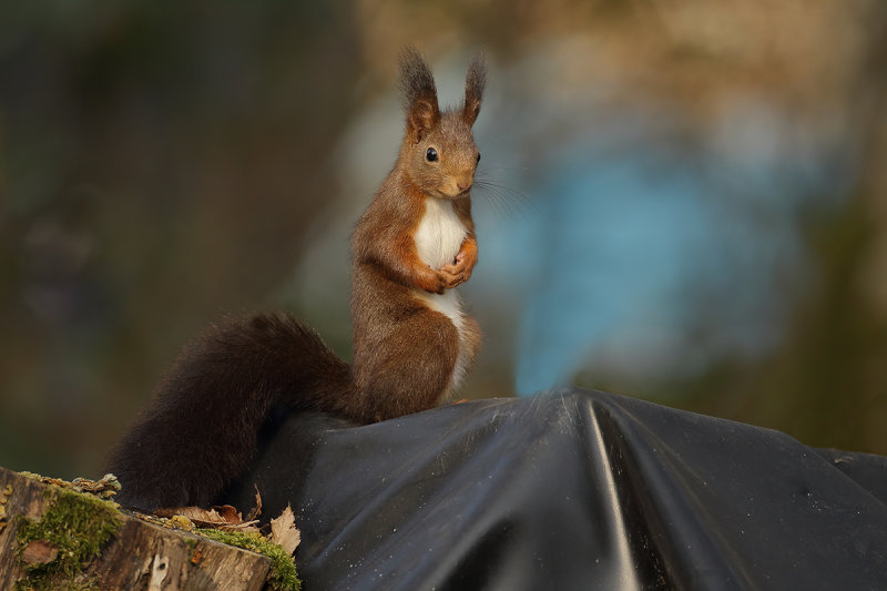 Eurasian Red Squirrel (Sciurus vulgaris)